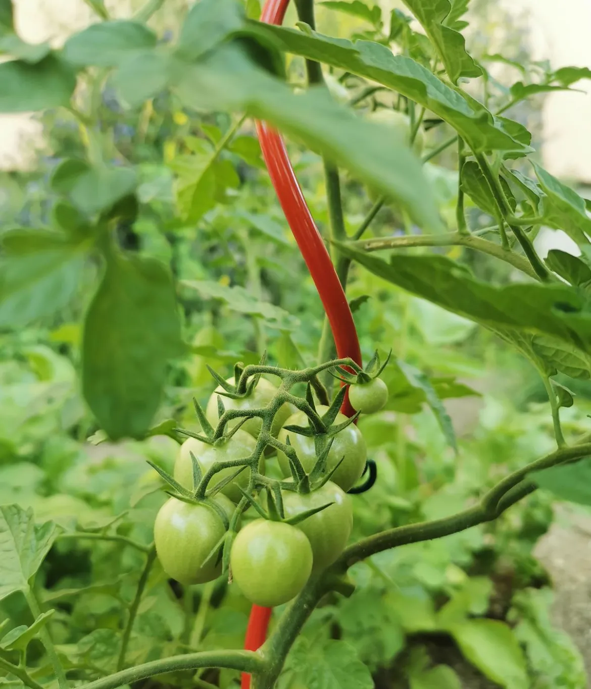 bellissa Stahl-Tomatenspirale Colorata