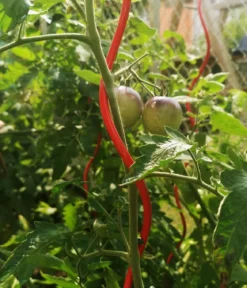 bellissa Stahl-Tomatenspirale Colorata