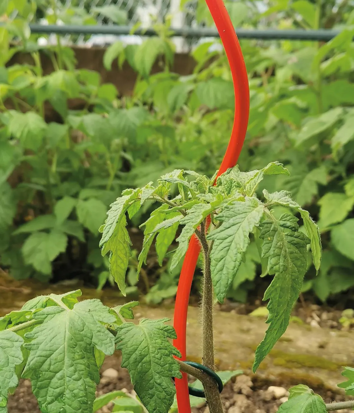 bellissa Stahl-Tomatenspirale Colorata