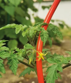 bellissa Stahl-Tomatenspirale Colorata
