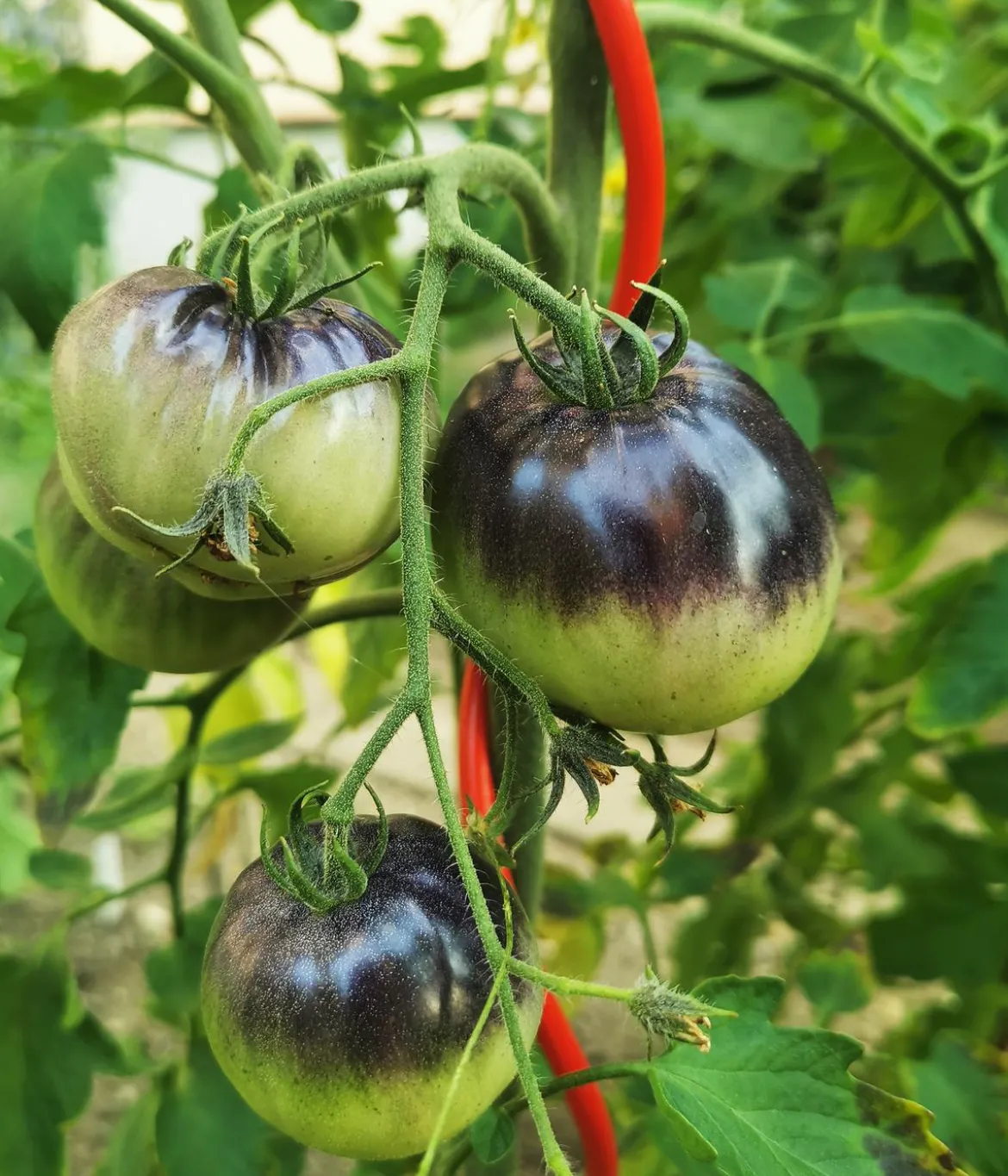 bellissa Stahl-Tomatenspirale Colorata