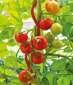 bellissa Stahl-Tomatenspirale Colorata