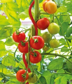 bellissa Stahl-Tomatenspirale Colorata
