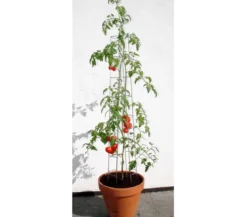 bellissa Tomatenturm