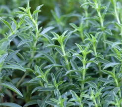 Bergbohnenkraut