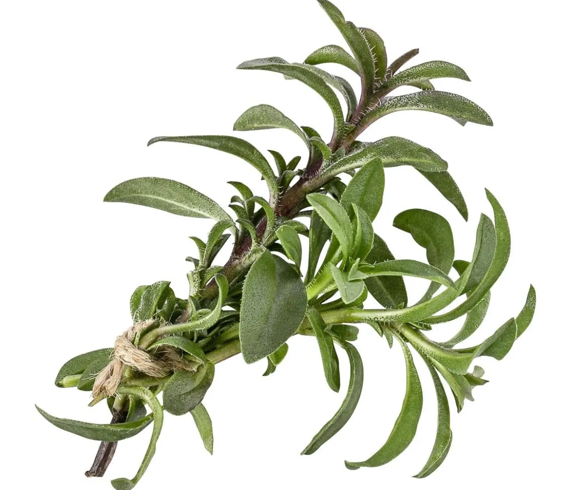 Bergbohnenkraut
