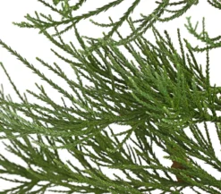 Bergmammutbaum - Wellingtonie 'Glaucum'