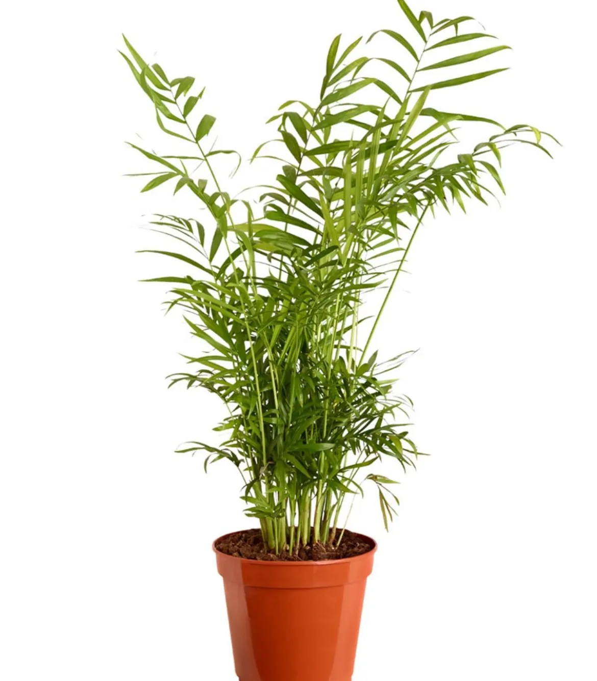 Bergpalme - Chamaedorea elegans