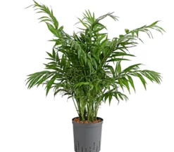 Bergpalme - Chamaedorea elegans, Hydrokultur