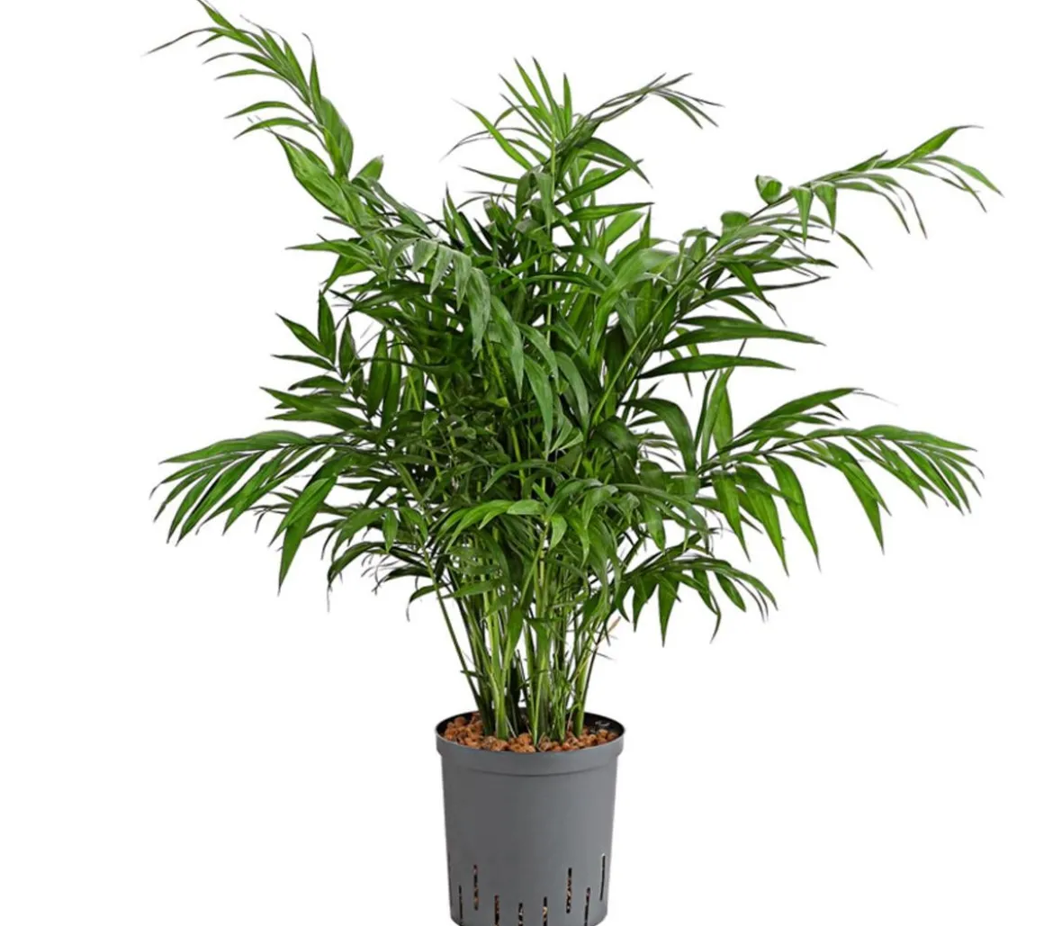 Bergpalme - Chamaedorea elegans, Hydrokultur