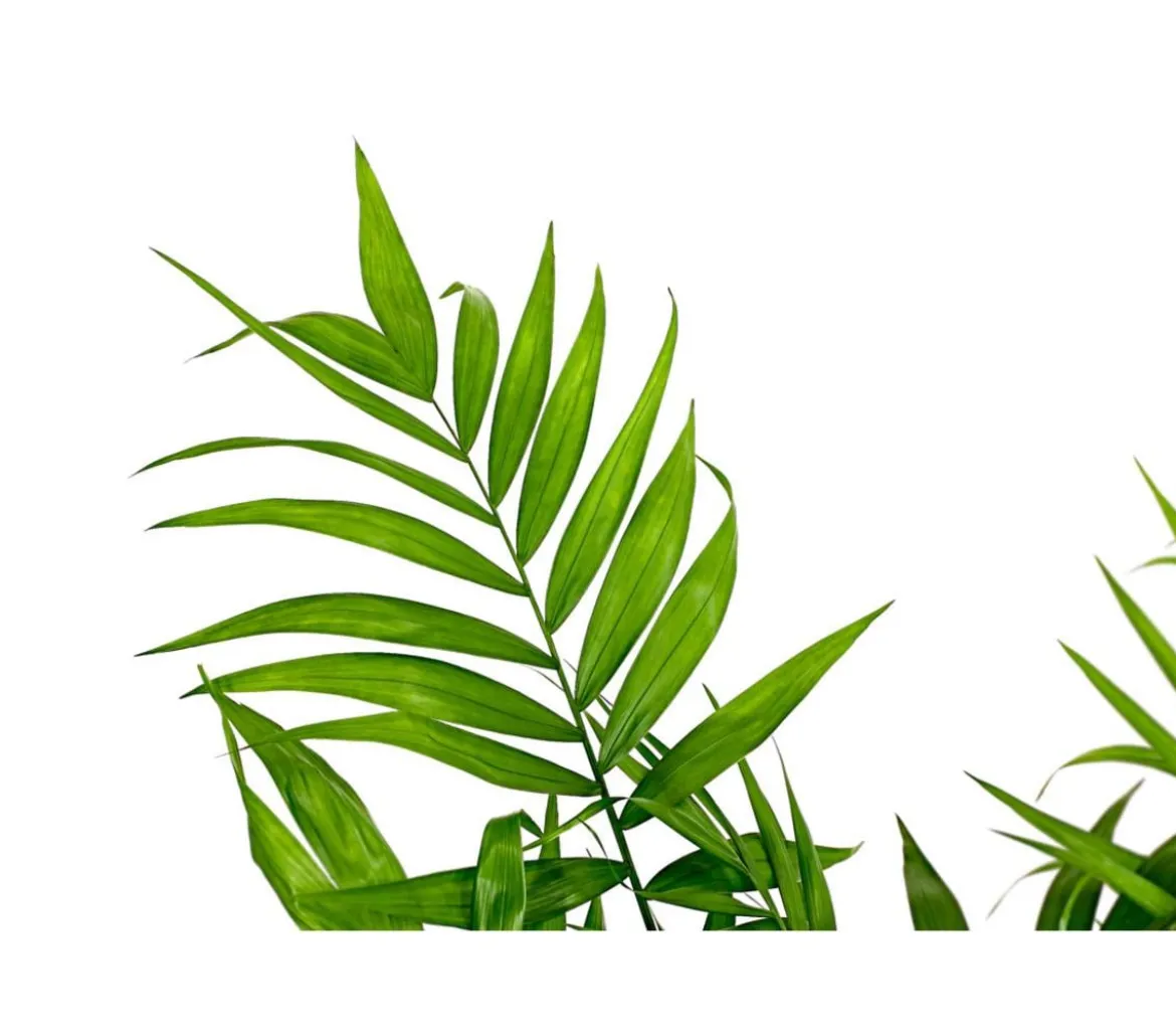 Bergpalme - Chamaedorea elegans, Hydrokultur