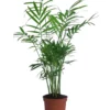 Bergpalmen-Set - Chamaedorea elegans, 3-teilig