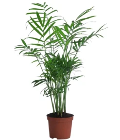 Bergpalmen-Set - Chamaedorea elegans, 3-teilig