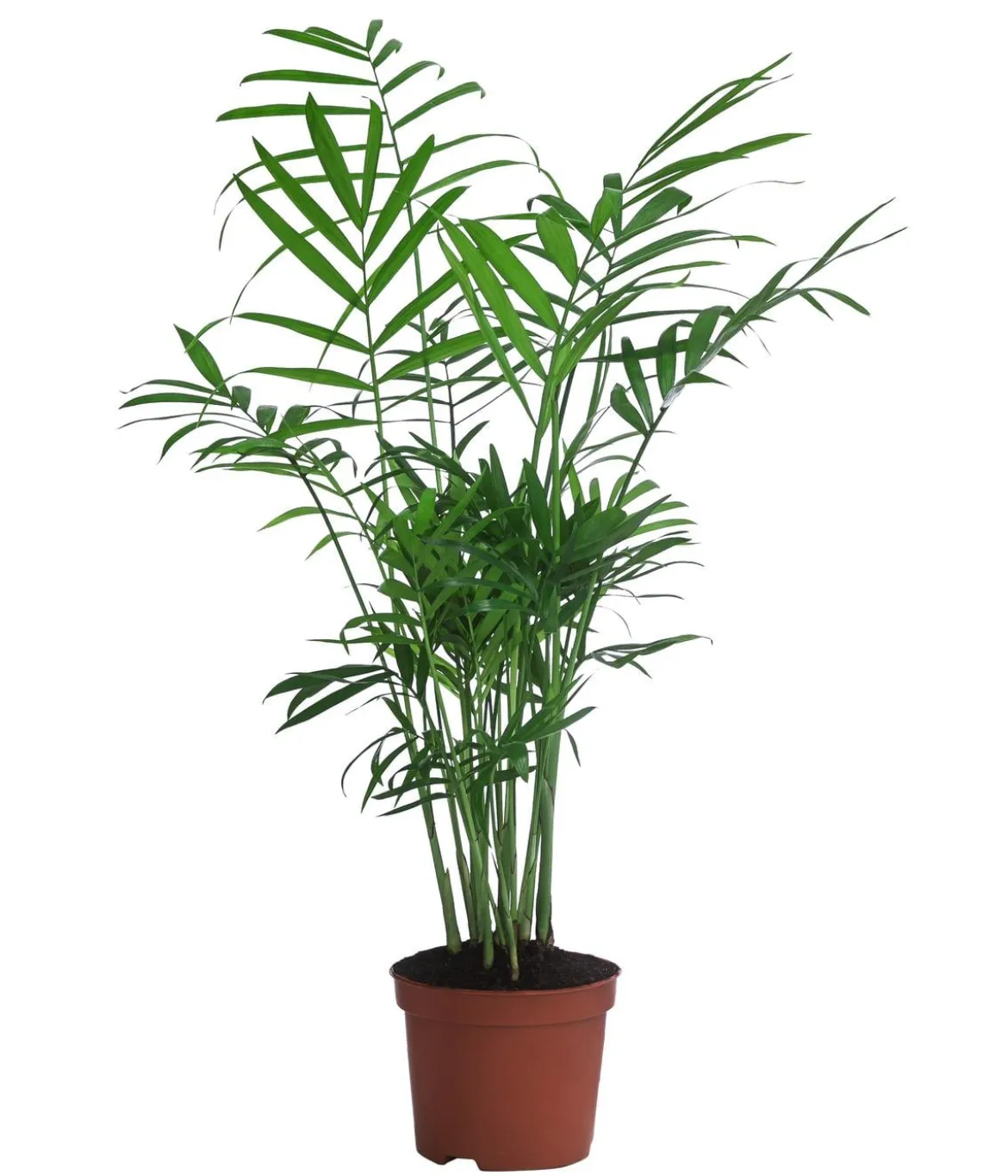 Bergpalmen-Set - Chamaedorea elegans, 3-teilig