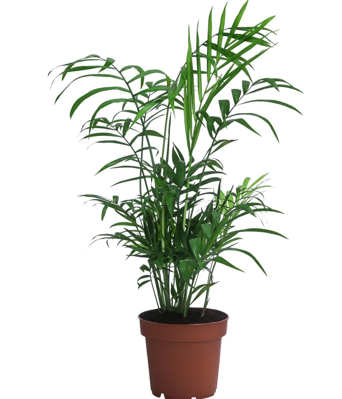 Bergpalmen-Set - Chamaedorea elegans, 3-teilig