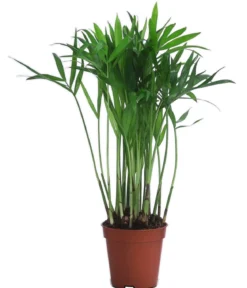 Bergpalmen-Set - Chamaedorea elegans, 3-teilig