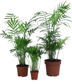 Bergpalmen-Set - Chamaedorea elegans, 3-teilig