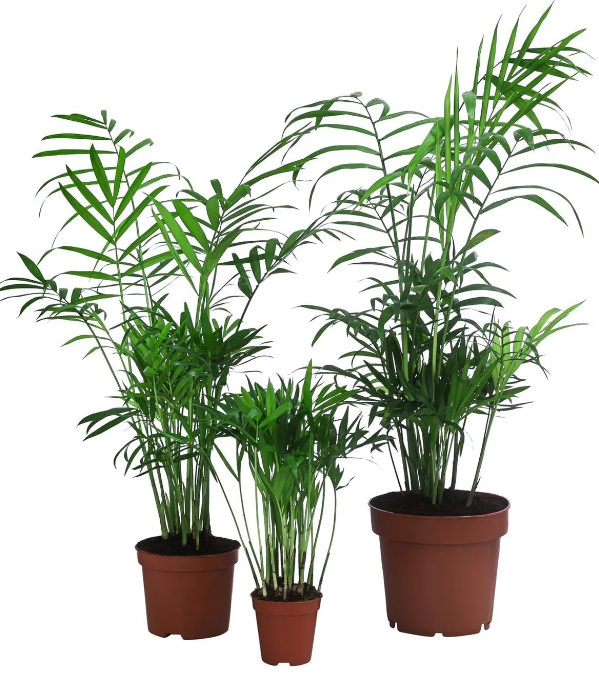 Bergpalmen-Set - Chamaedorea elegans, 3-teilig