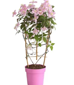 Berg-Waldrebe - Clematis 'Fragrant Spring'
