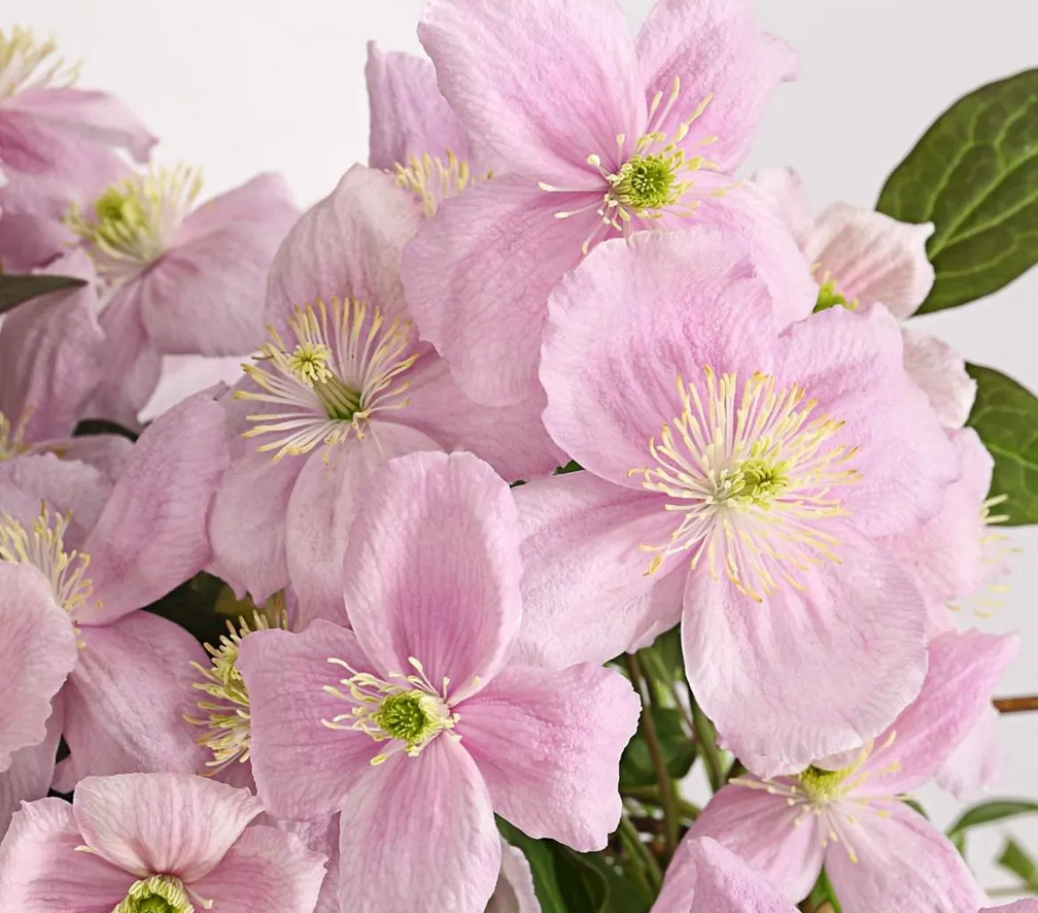Berg-Waldrebe - Clematis 'Fragrant Spring'