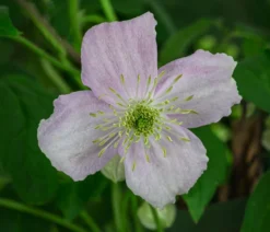 Berg-Waldrebe - Clematis 'Rubens'