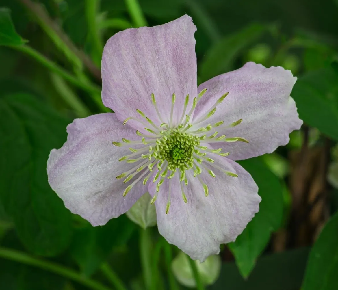 Berg-Waldrebe - Clematis 'Rubens'