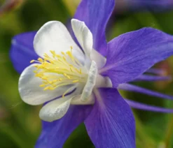 Bio Akelei 'Biedermeier', verschiedene Sorten