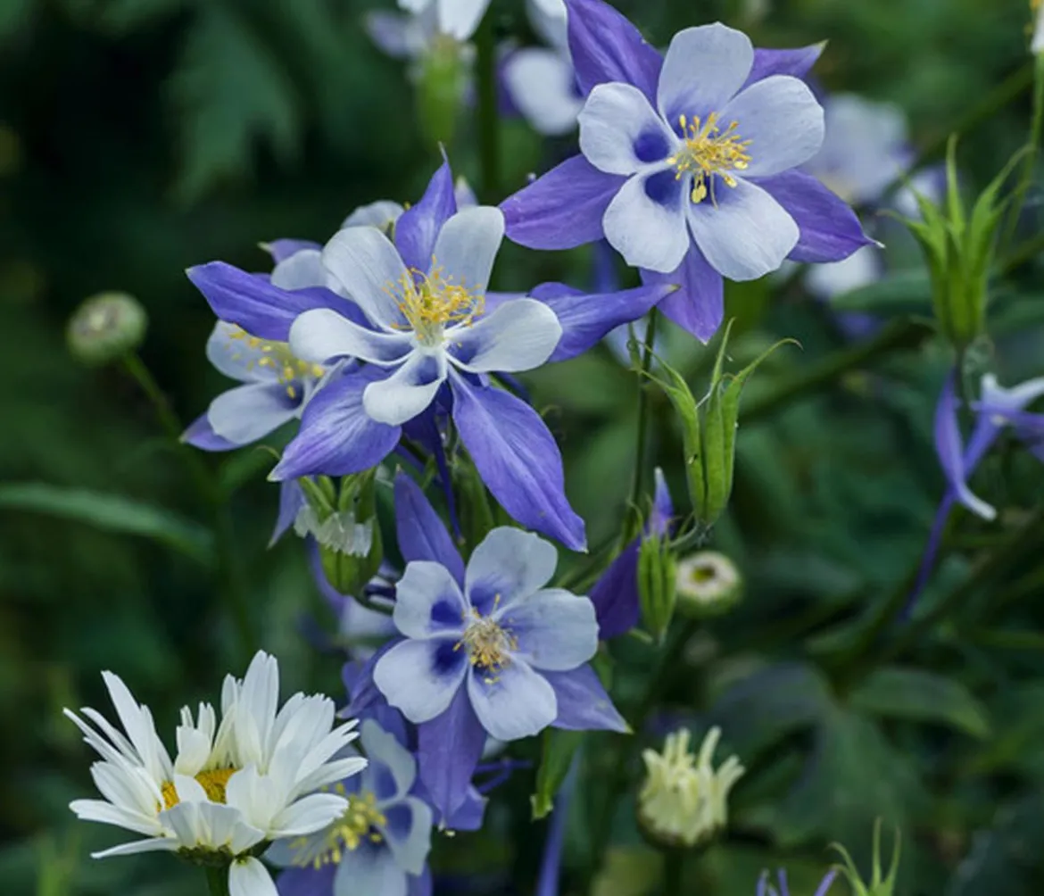 Bio Akelei 'Biedermeier', verschiedene Sorten