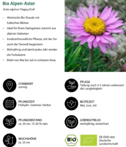 Bio Alpen-Aster 'Happy End'