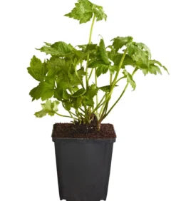 Bio Anemone hupehensis 'September Charme'
