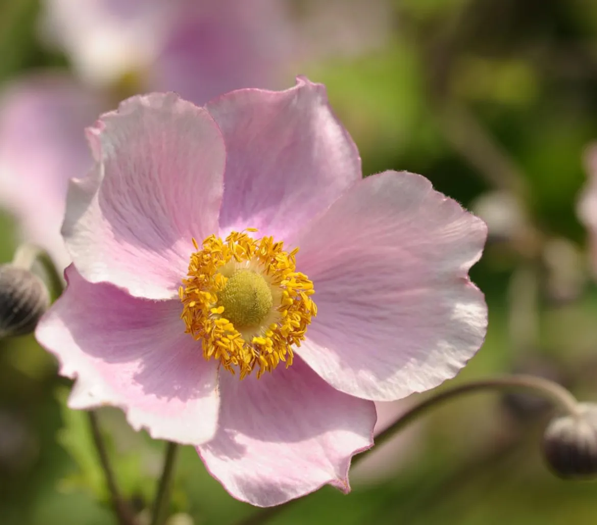 Bio Anemone hupehensis 'September Charme'