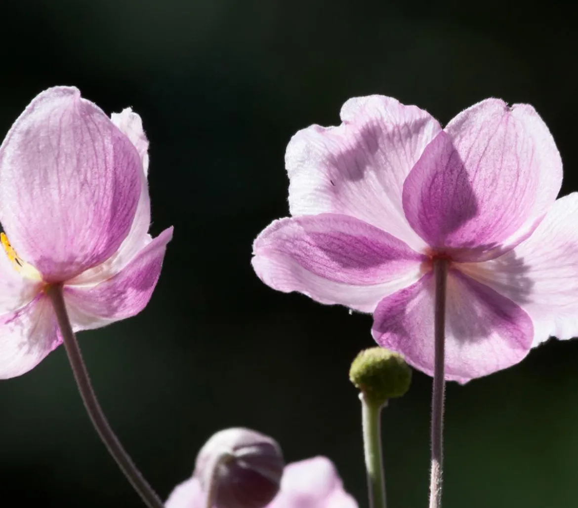 Bio Anemone hupehensis 'September Charme'
