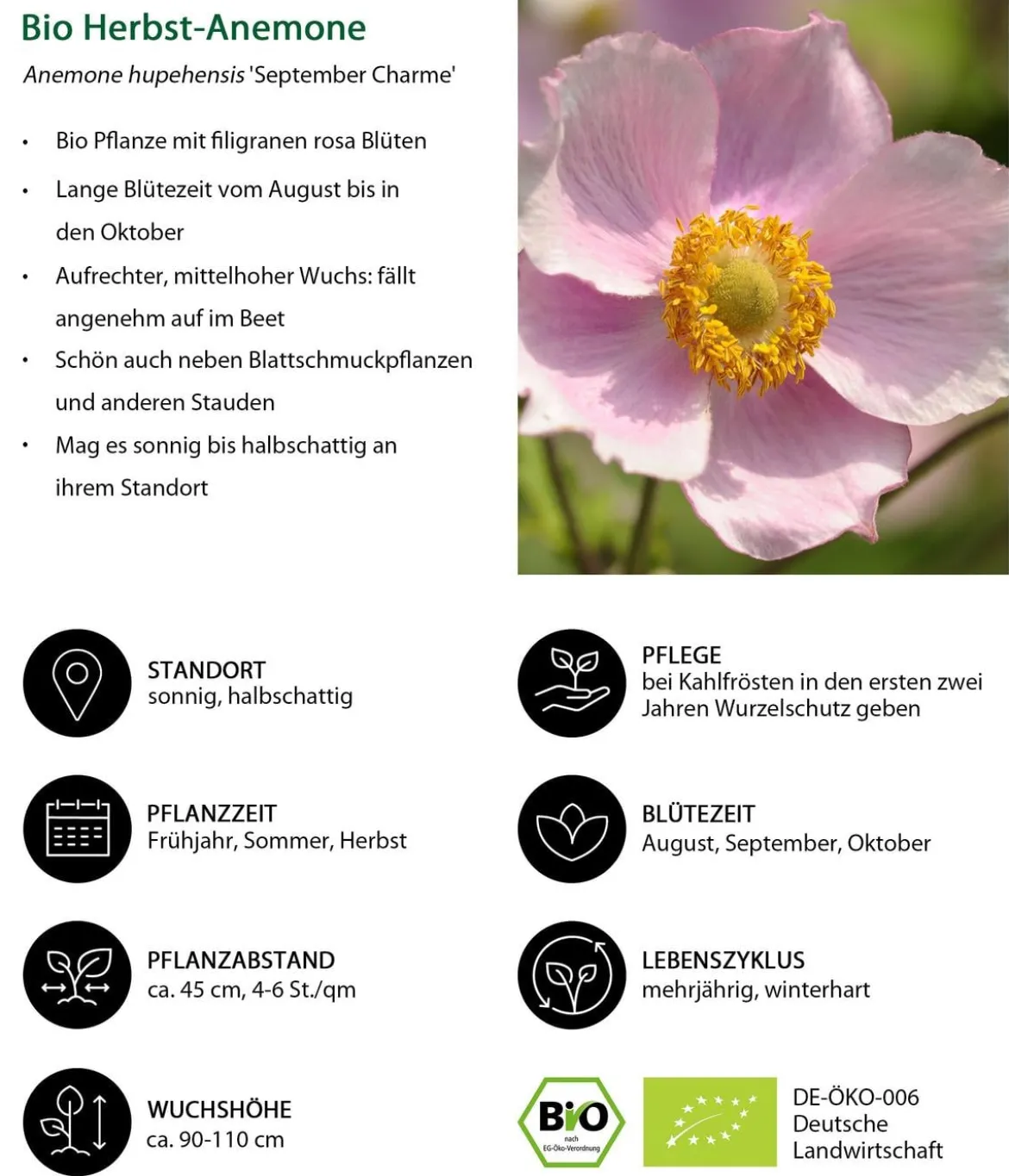 Bio Anemone hupehensis 'September Charme'