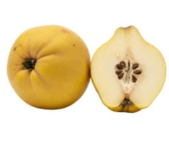 Bio Apfelquitte 'Konstantinopler', Landlust Kollektion