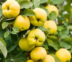 Bio Apfelquitte 'Konstantinopler', Landlust Kollektion