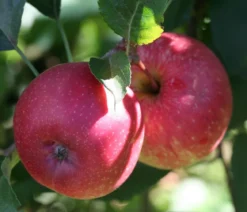 Bio Apfel 'Wellant'®, Landlust Kollektion