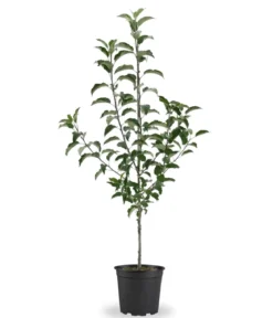 Bio Apfel 'Wellant'®, Landlust Kollektion
