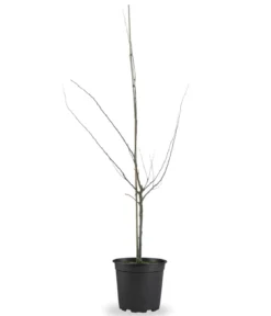 Bio Aprikose 'Harlayne', Landlust Kollektion