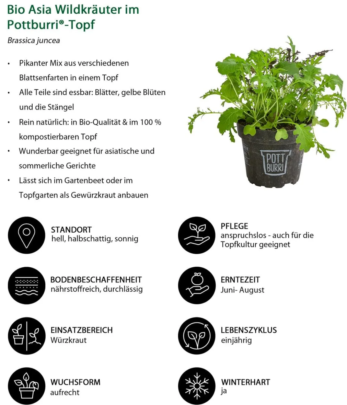 Bio Asia Wildkräuter im Pottburri®-Topf