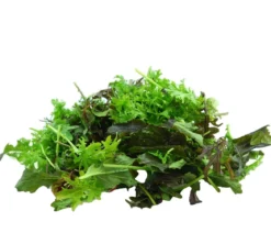 Bio Asia Wildkräuter im Pottburri®-Topf