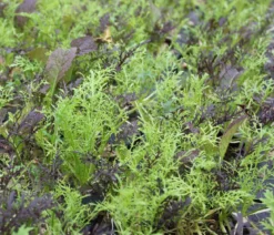 Bio Asia Wildkräuter im Pottburri®-Topf