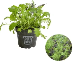 Bio Asia Wildkräuter im Pottburri®-Topf