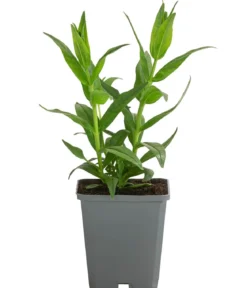 Bio Bartfaden 'Polaris Purple'