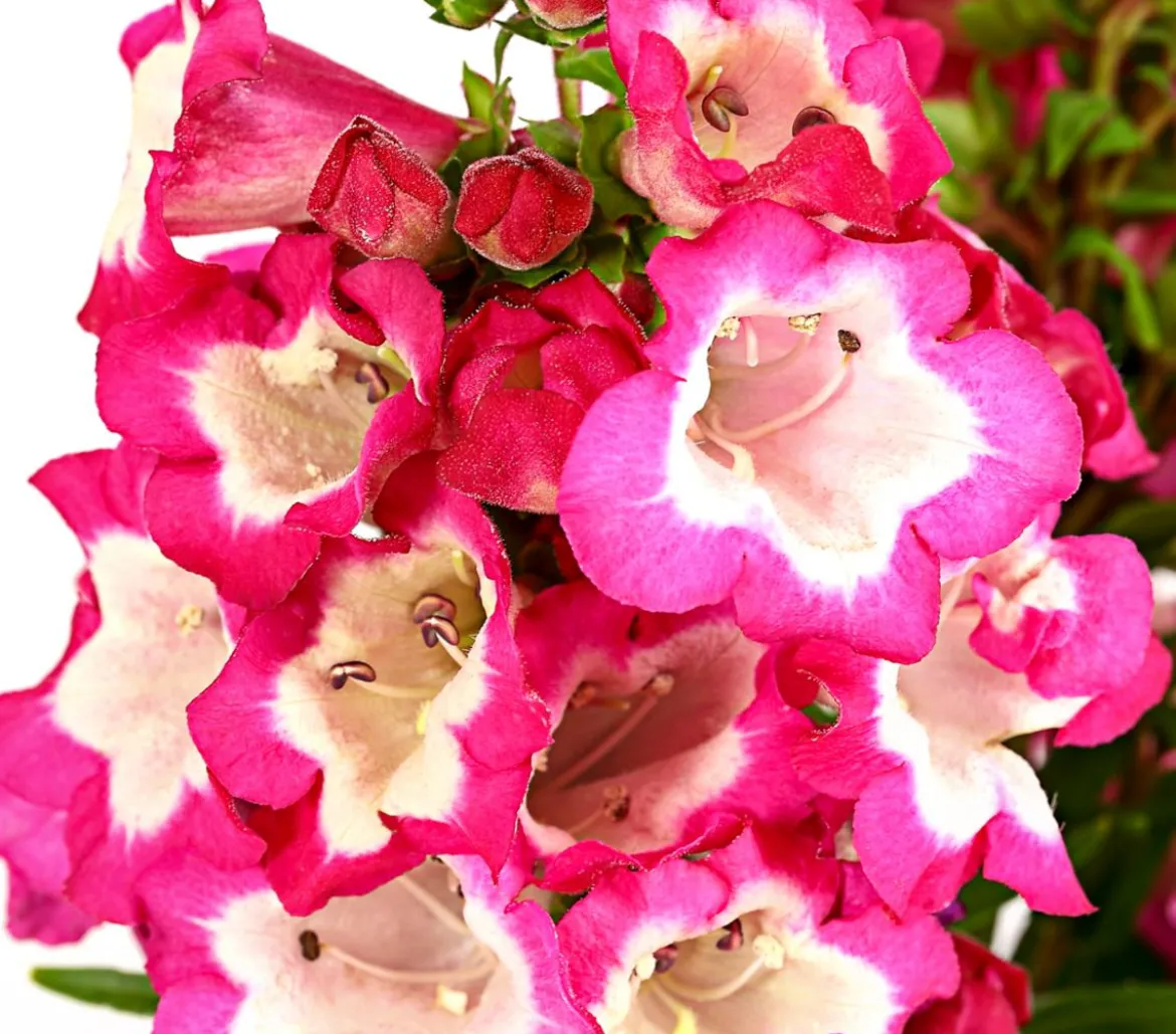 Bio Bartfaden 'Polaris Purple'