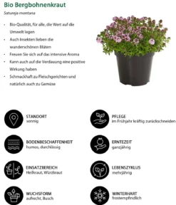 Bio Bergbohnenkraut