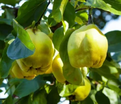 Bio Birnenquitte 'Cydora Robusta', Landlust Kollektion