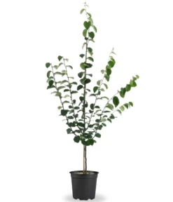 Bio Birnenquitte 'Cydora Robusta', Landlust Kollektion