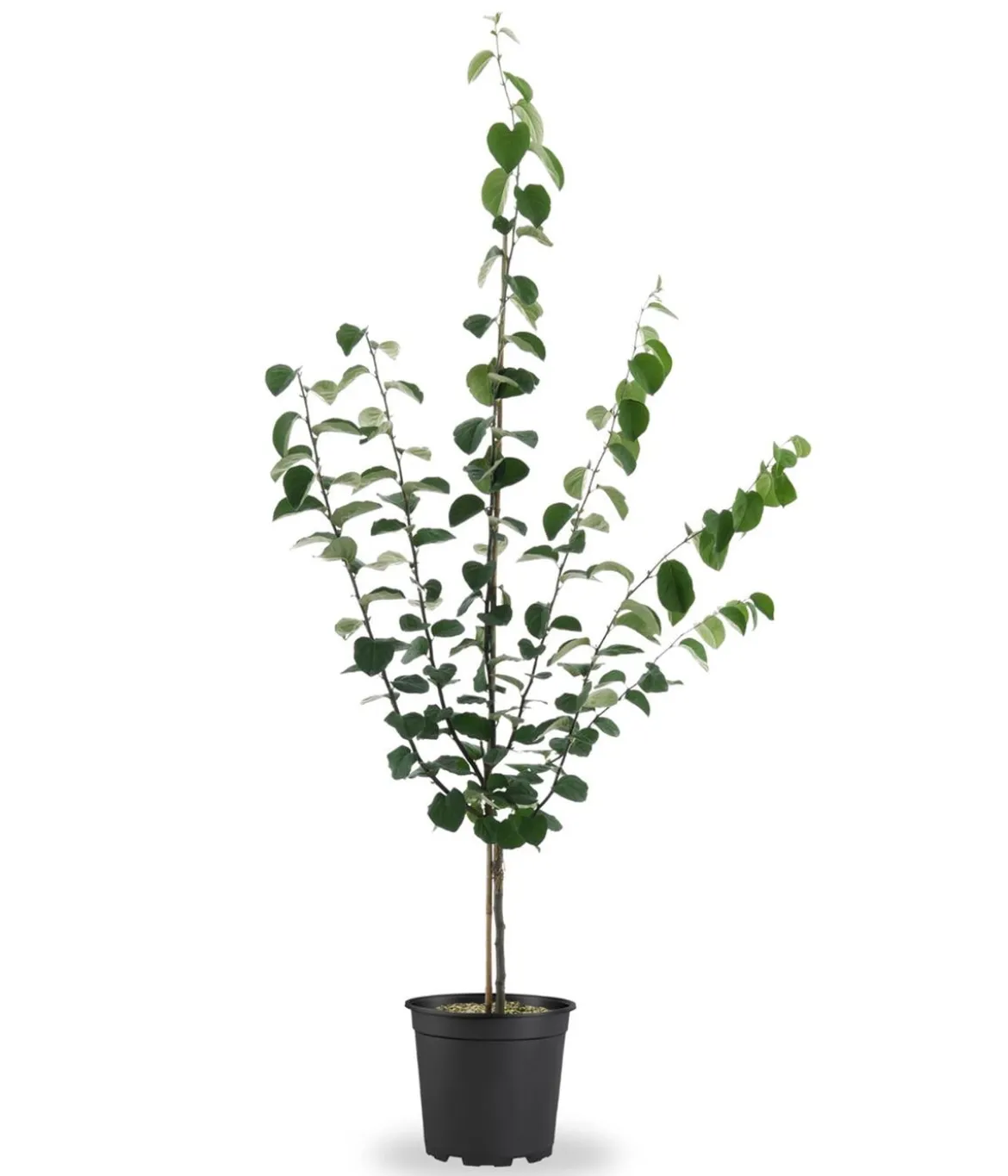 Bio Birnenquitte 'Cydora Robusta', Landlust Kollektion