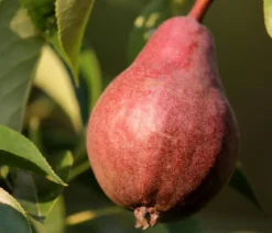 Bio Birne 'Rote Williams Christ', Landlust Kollektion