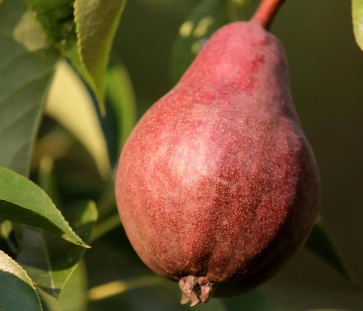 Bio Birne 'Rote Williams Christ', Landlust Kollektion
